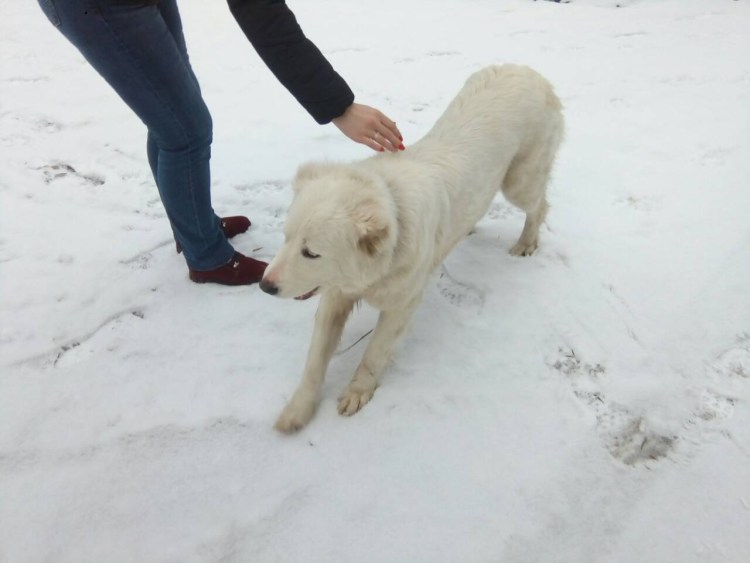 Алабай некупированный