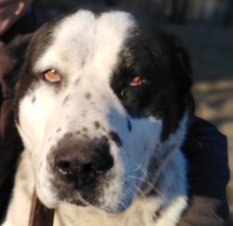 Крутые фотографии на рабочий стол с алабаем