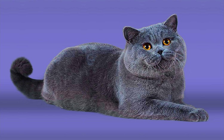 Британская короткошёрстная кошка