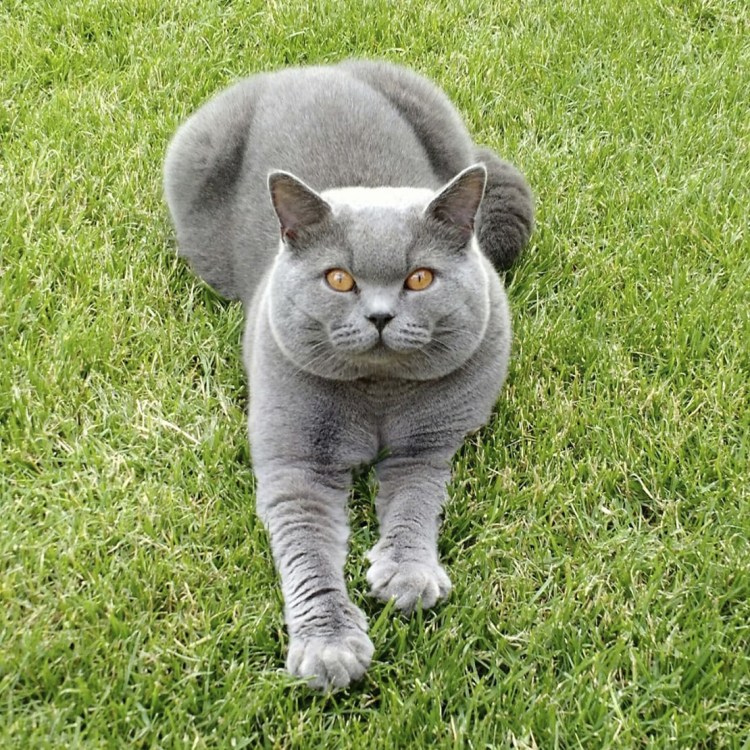 Серый кот порода британец