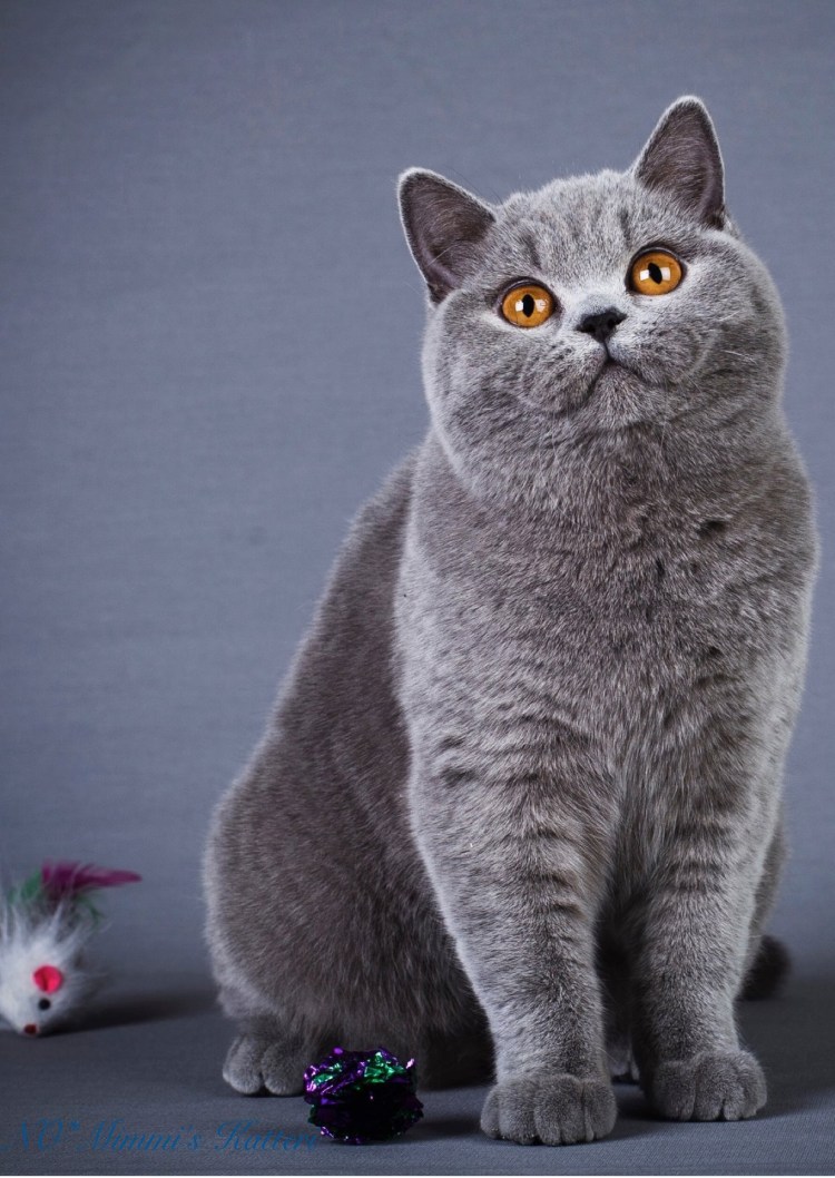 Коты породы британец