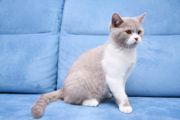 Британская короткошёрстная кошка