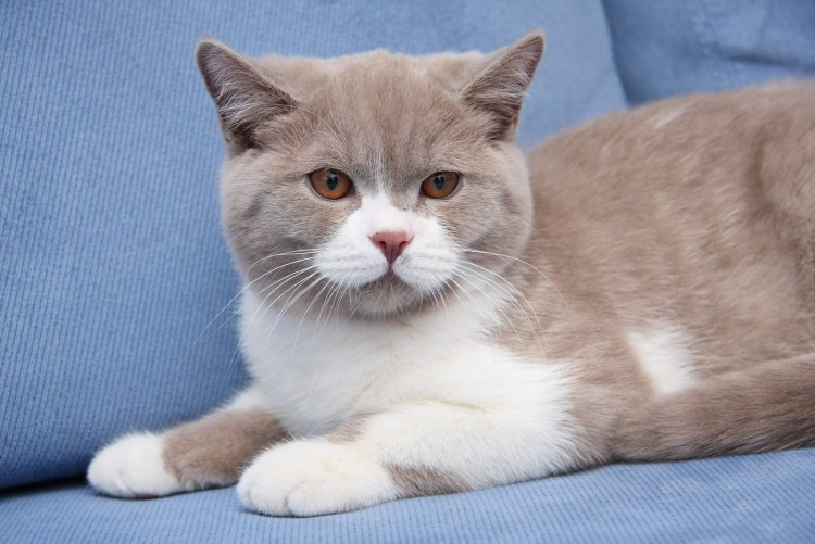 Британская порода кошек