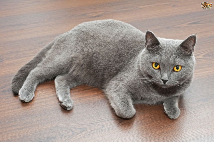 Британец кот