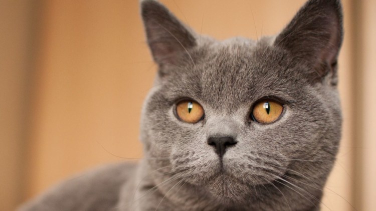 Британская кошка короткошерстная серая
