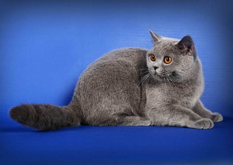 Лиловый биколор кошка Британская