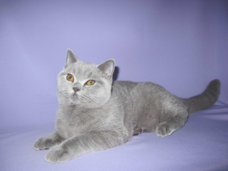 Британская короткошёрстная кошка