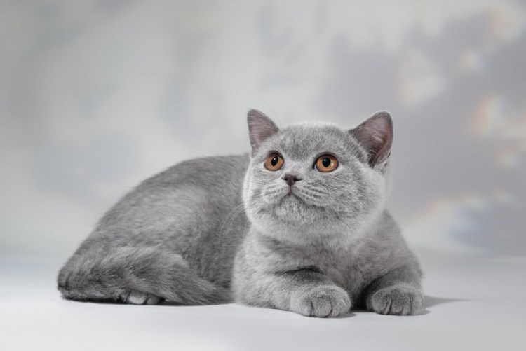 Британец кот фото голубой с янтарными глазами