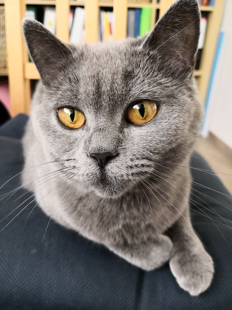 Картезианская кошка шартрез