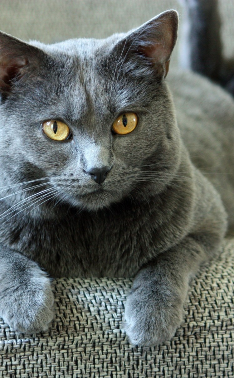 Разновидности британских кошек