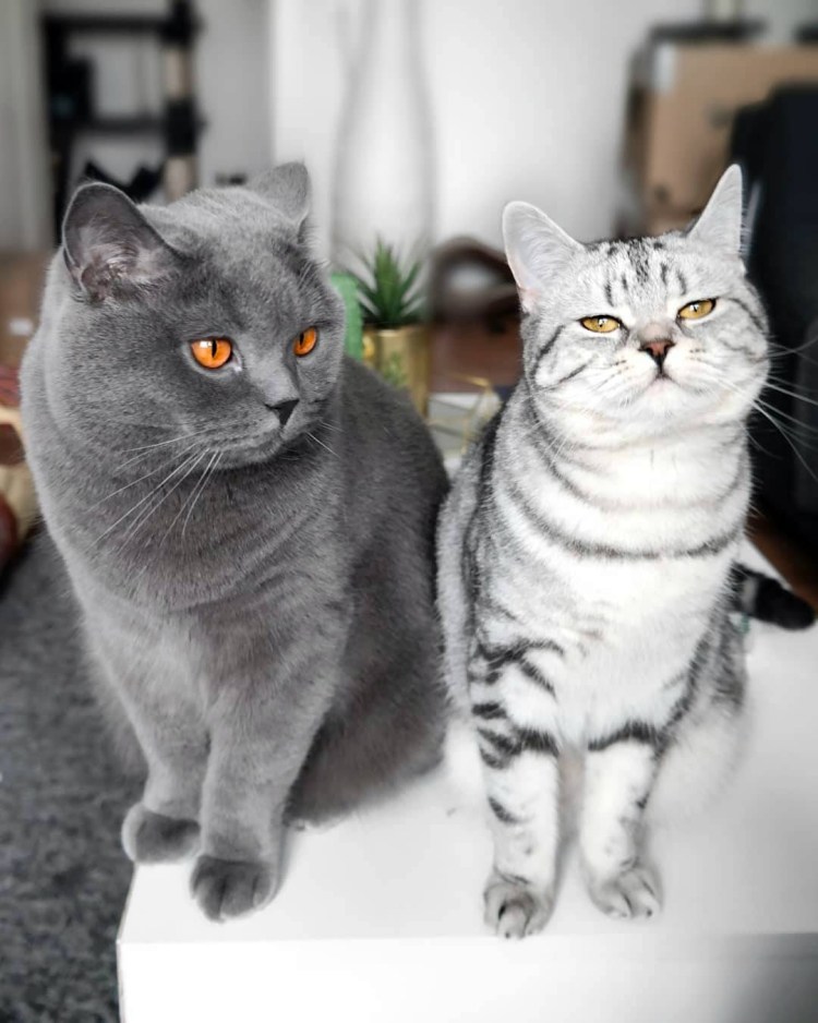 Британская короткоухая