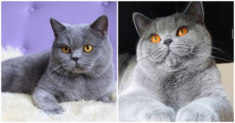 Чеширский кот порода