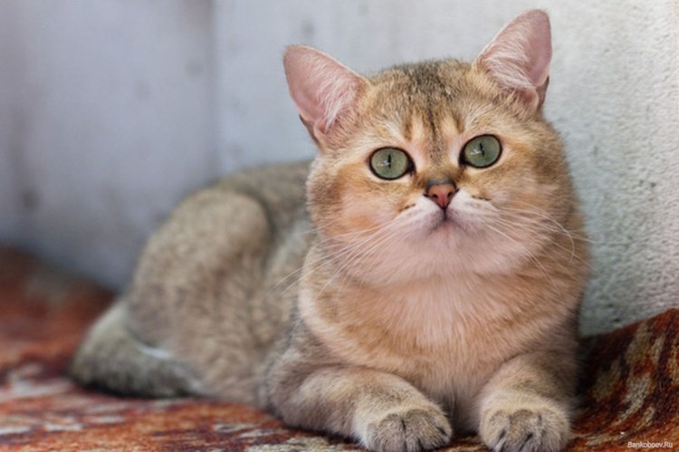 Корат шартрез Картезианская кошка