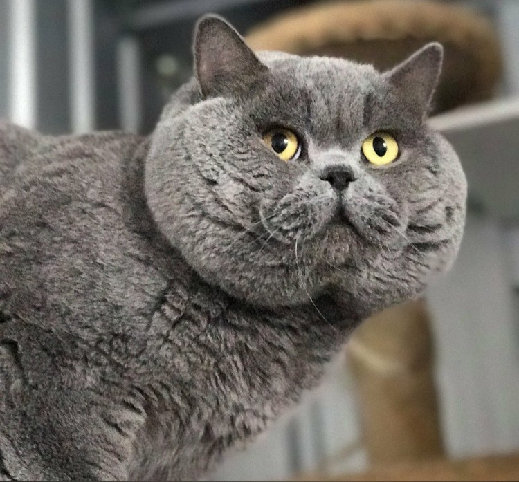 Кот порода британец серый дымчатый