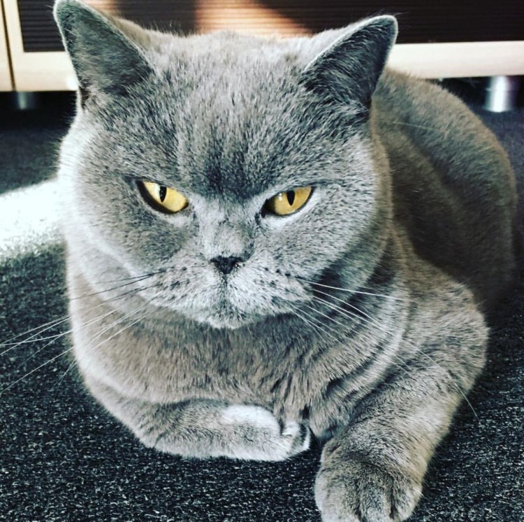 Кот похожий на британца порода