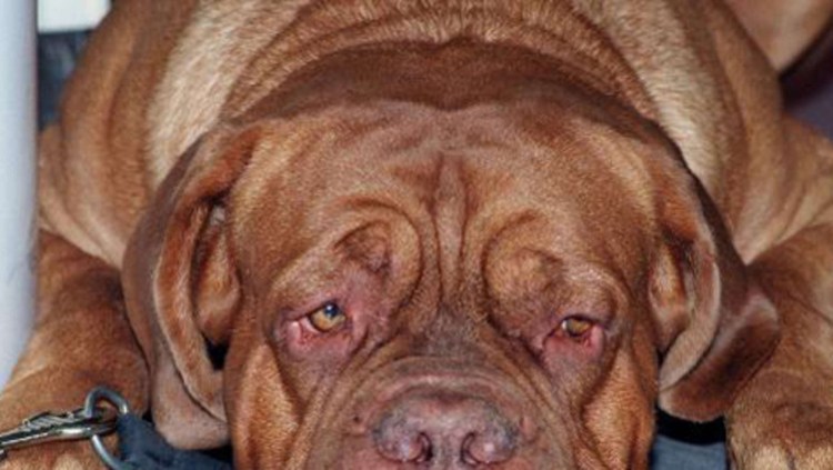 Большая чёрная слюнявая собака