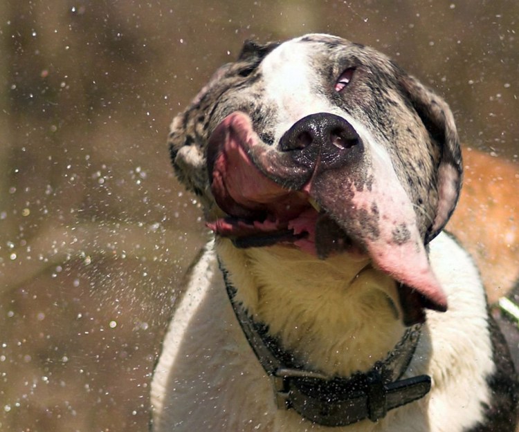 Бордосский дог