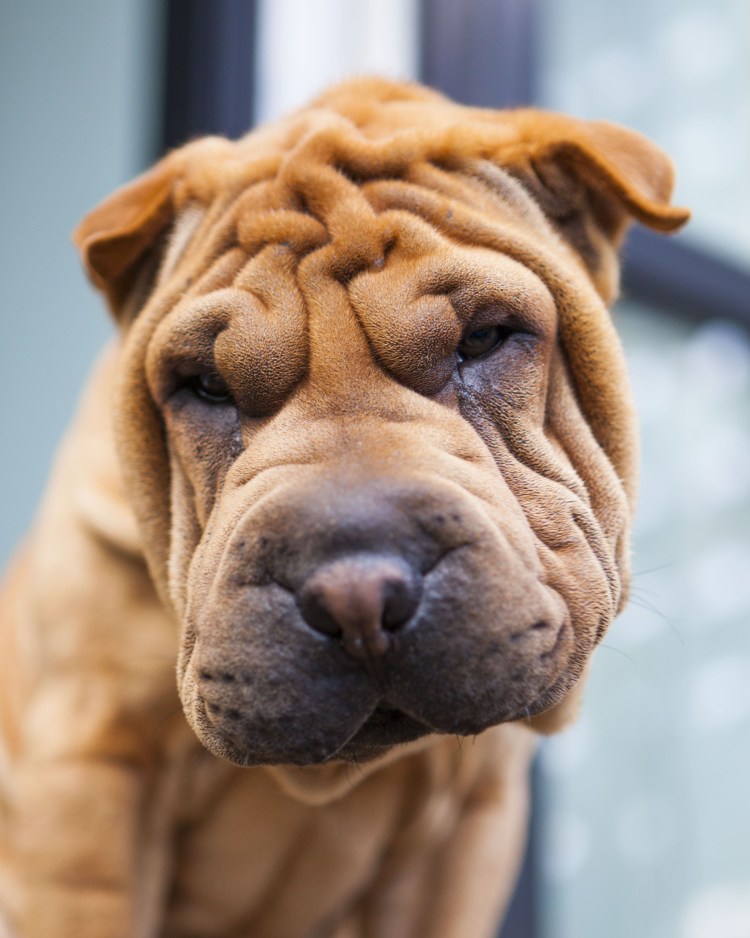 Самая слюнявая собака