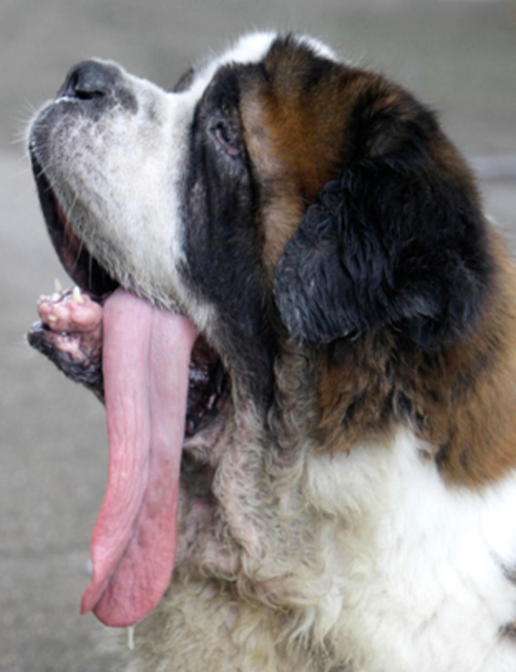 Английский бульдог слюнявый