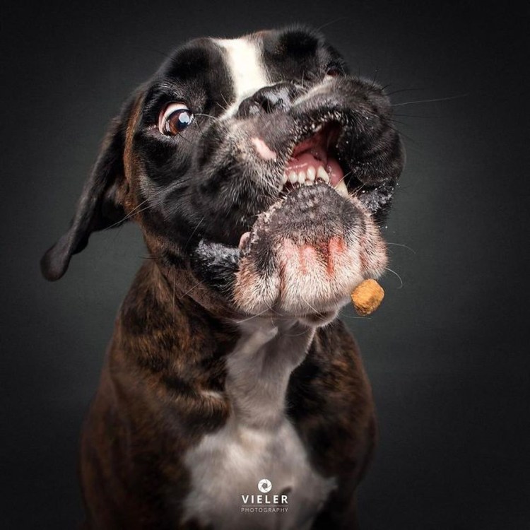 Бульдог со слюнями