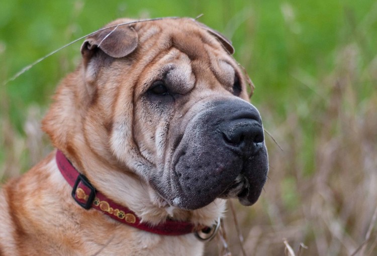 Сувако с высунытым языком