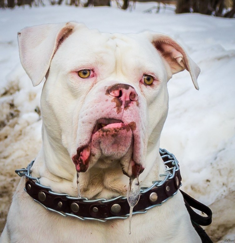 Слюнявый пес