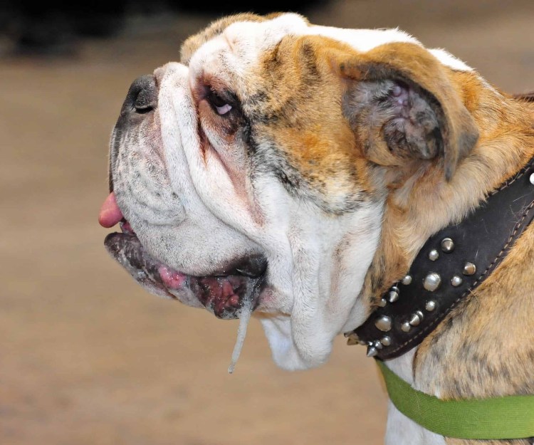 Английский мастиф слюнявая собака