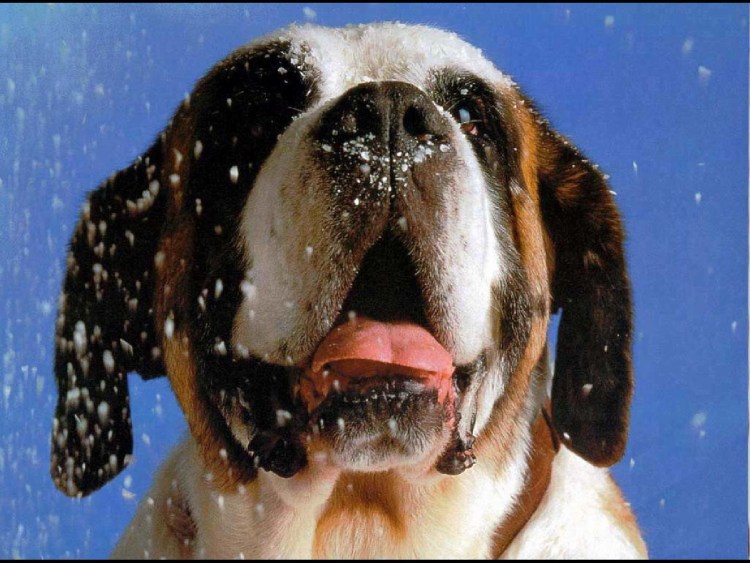 Кане Корсо слюнявые