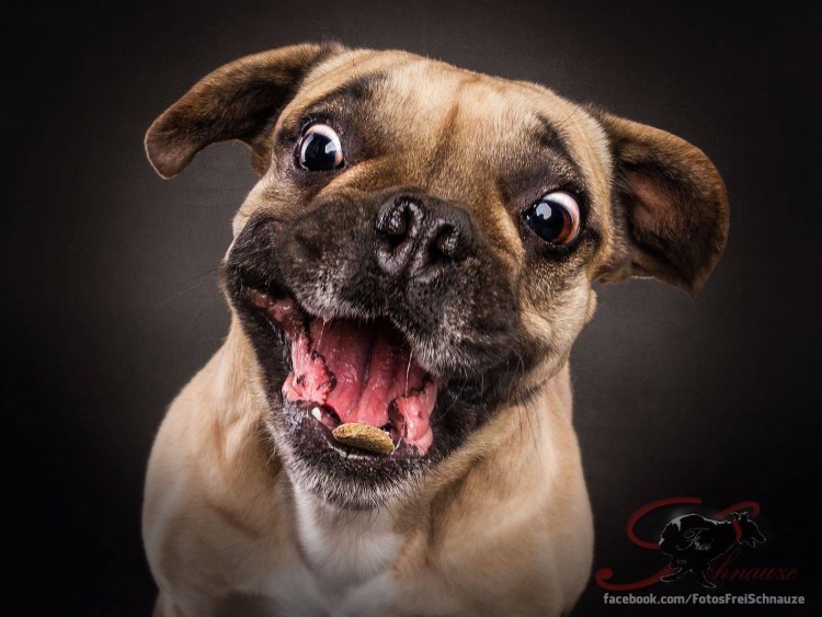 Собака боксер слюнявый
