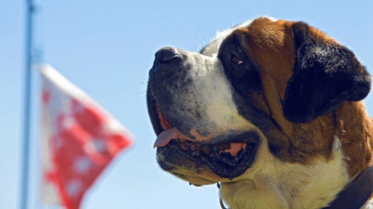 Ньюфаундленд щенок