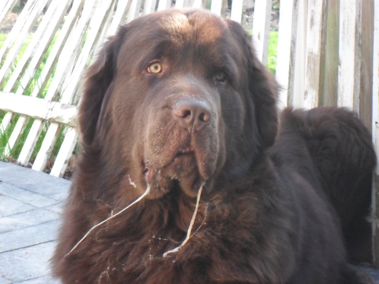 Слюнявый бульдог