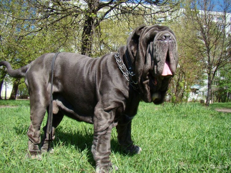 Американский бульдог слюнявый