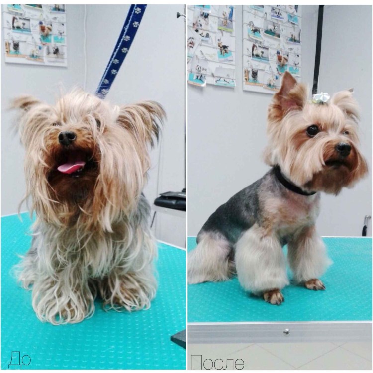 Померанский шпиц белый стрижка