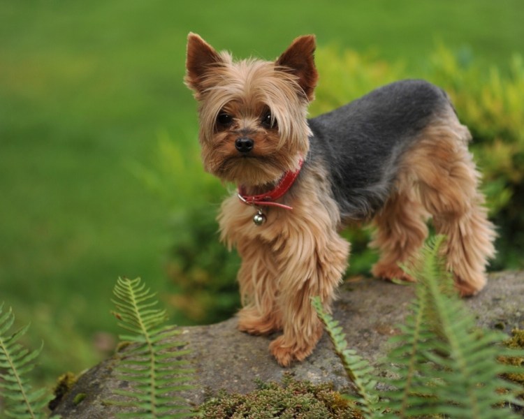 Карликовая Мальтийская болонка