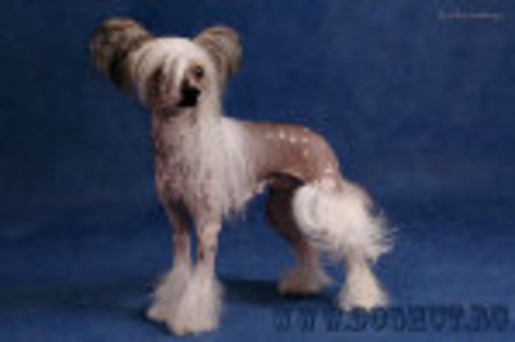 Бишон подстриженный китайская хохлатая