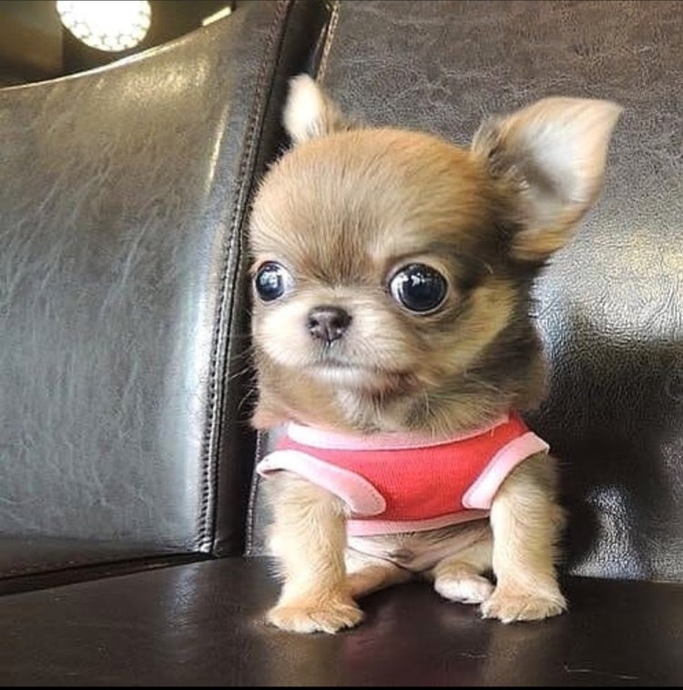 Чихуахуа тайский кобби