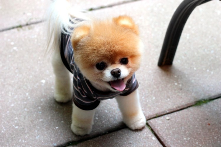 Мальтийская болонка стрижка Медвежонок