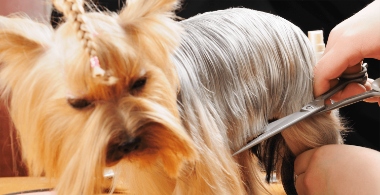 Ершский терьер