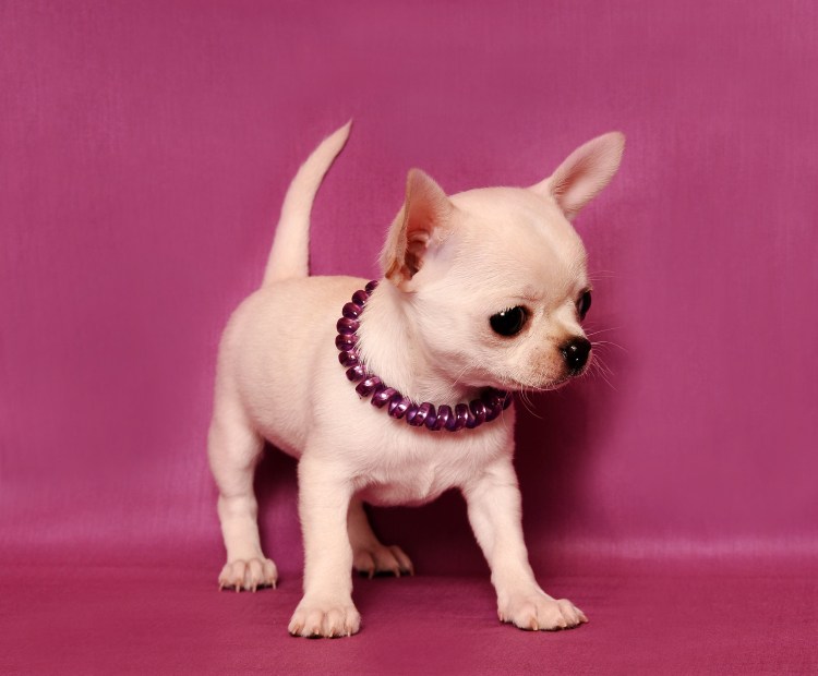 Стрижка собак