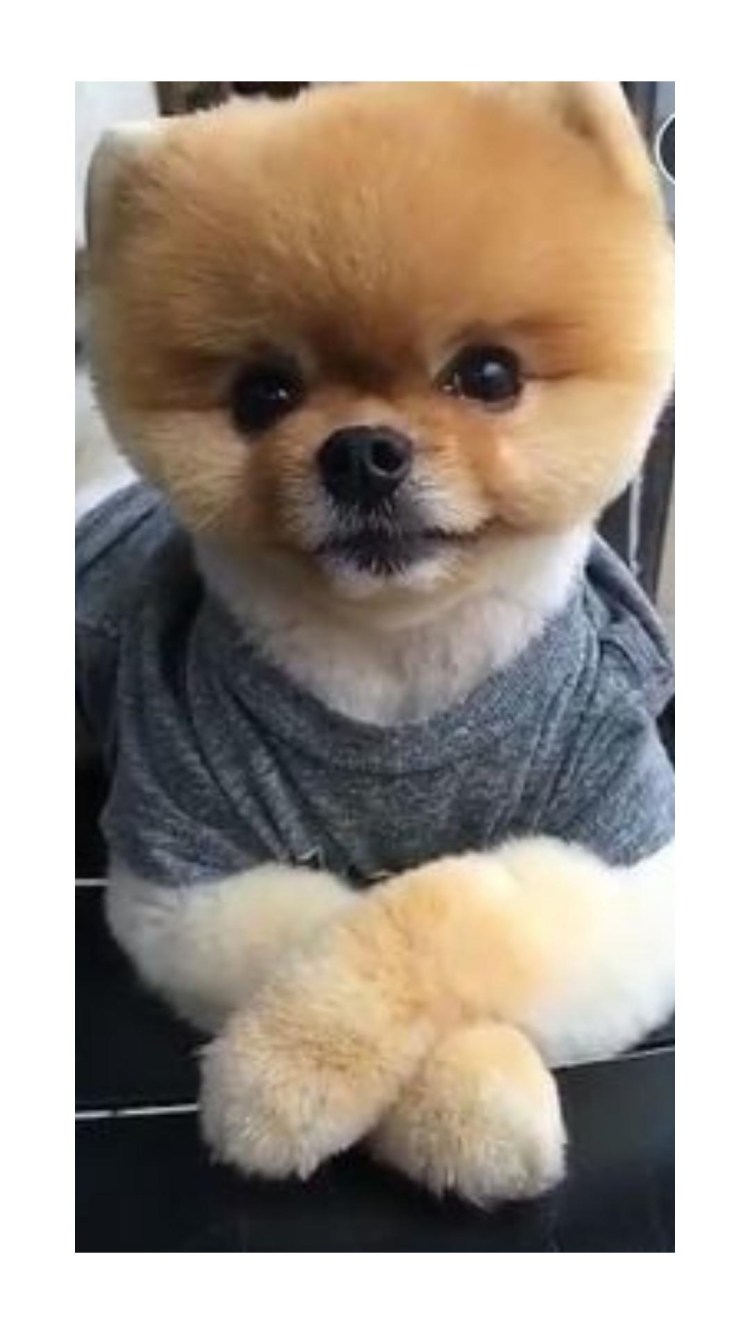 Йорки стрижка бэби фейс