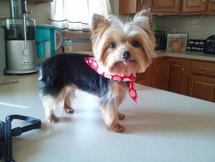 Шпиц померанский карликовый