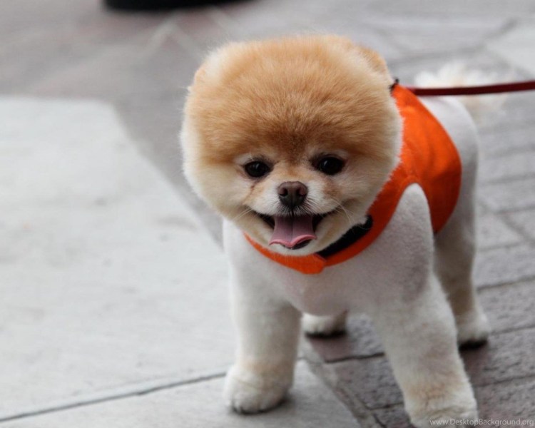 Маленькие пушистые собаки