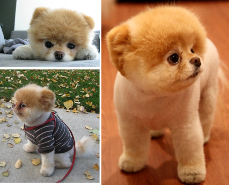 Померанский шпиц с кулак