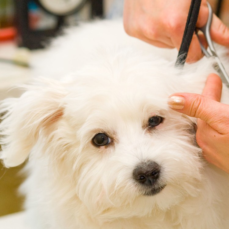 Ши тцу стрижки