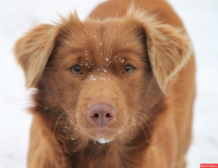 Собака Барбос