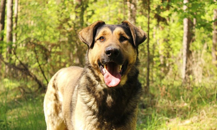 Австралийская овчарка Эстетика