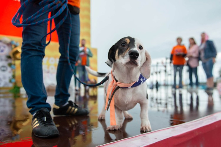 Ретривер трехцветный