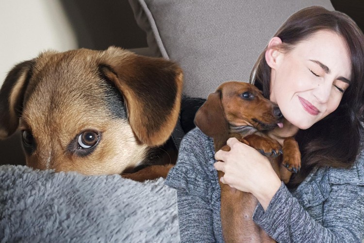 Пес Барбос фильм