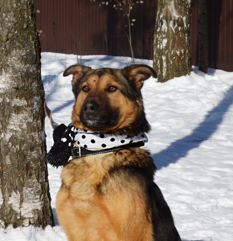 Маска пес Барбос костюм