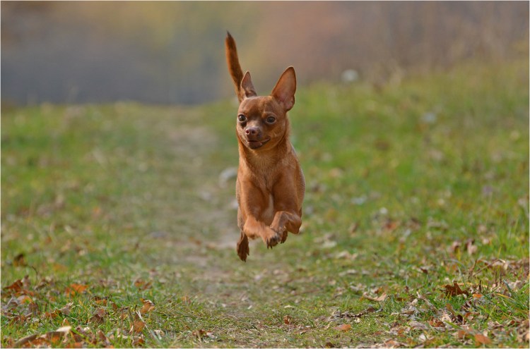 Выставка собак Сочи 2020